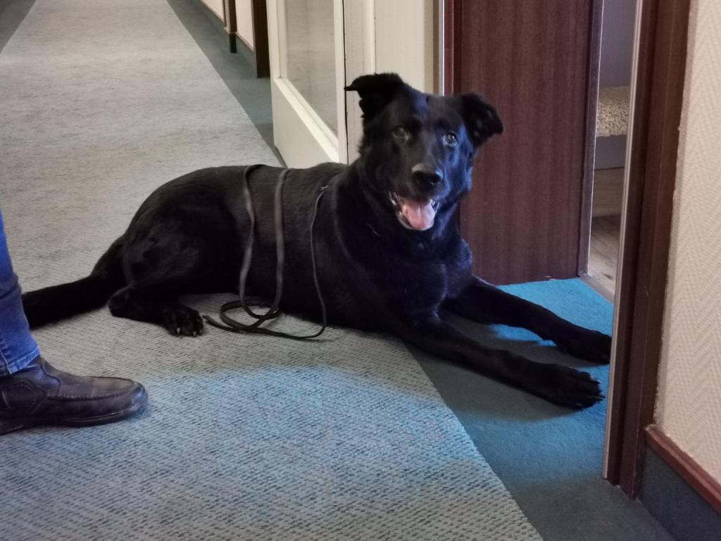 Hotel Cristal - Resim 41