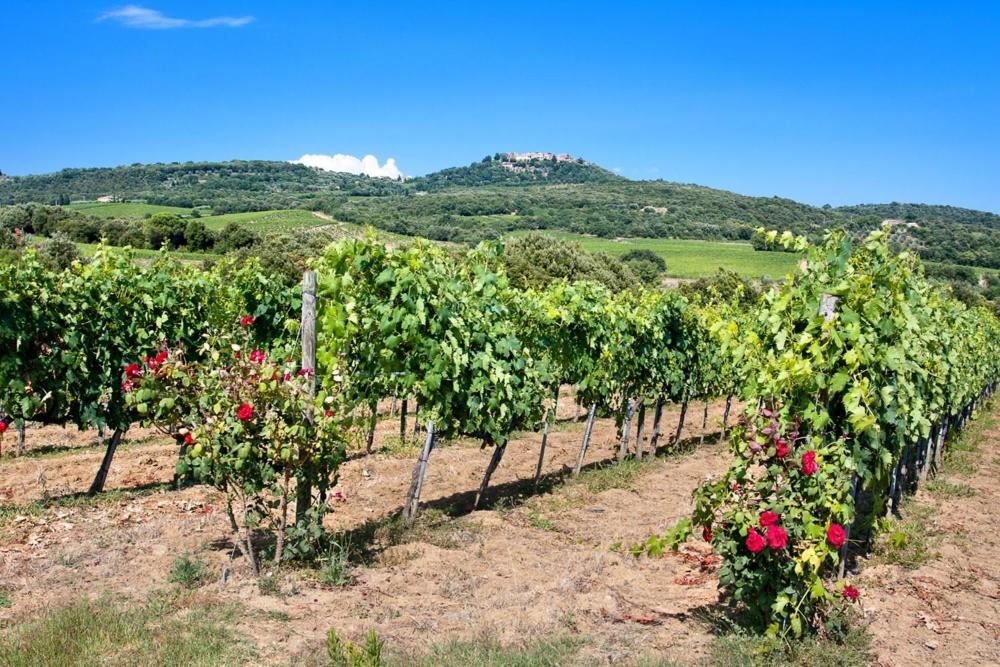 a row of vines with red roses in a vineyard at Villa La Quercia-Fresia in Sassetta