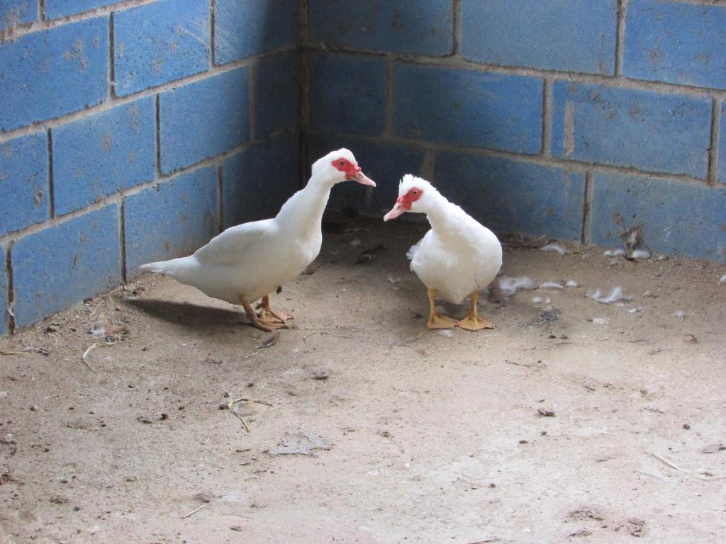  RANCHO FERREIRA