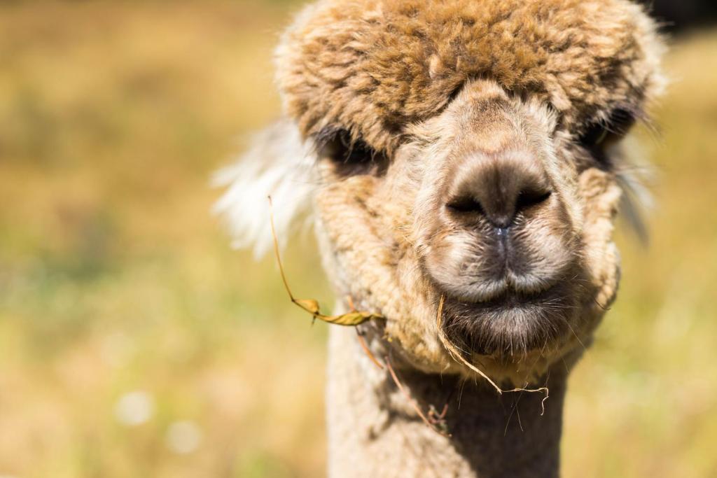a close up of a camel at Alpacas Off Grid - Eco Cabin in Takaka