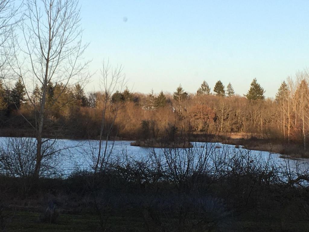 Blick auf einen See mit Bäumen im Hintergrund in der Unterkunft Le Gite De L'etoile Du Jour in Neung-sur-Beuvron