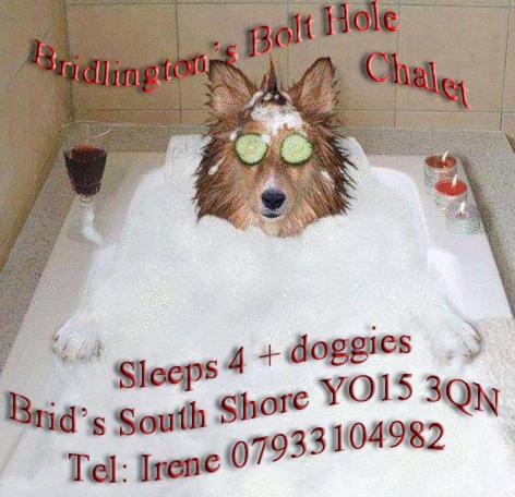 Domácí mazlíčci ubytovaní s hosty v ubytování Bridlington's Bolt Hole chalet
