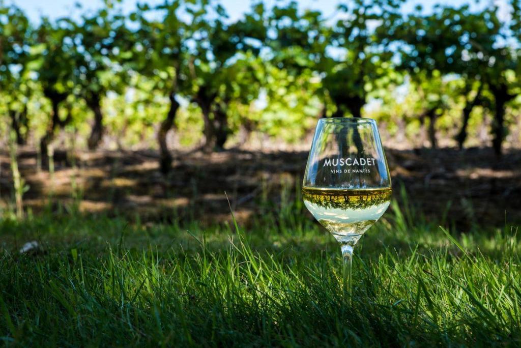 a glass of white wine sitting in the grass at Dépendance chaleureuse dans le vignoble nantais in La Haie-Fouassière