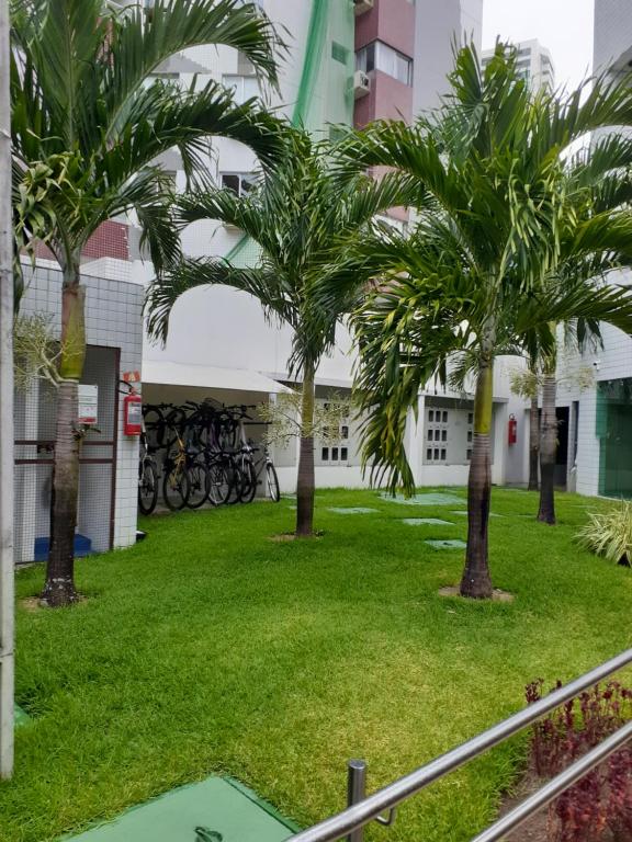  Paraíso das oliveiras