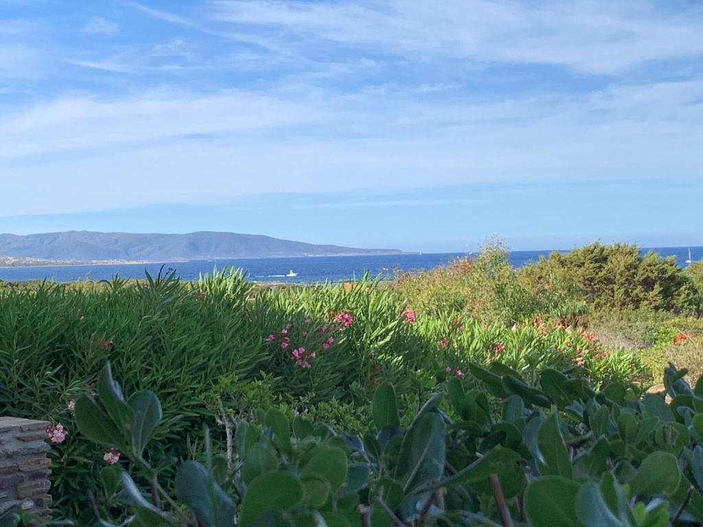 un campo di piante con l’oceano sullo sfondo di Appartamento Sole e Mare a Stintino