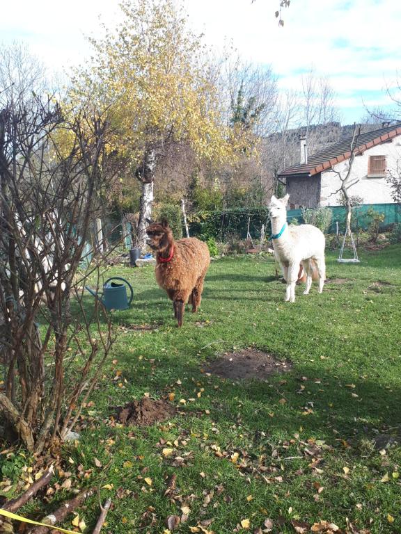 two sheep and a dog standing in a yard at Gite Le Fournial et ses animaux - 5 personnes in Pinet