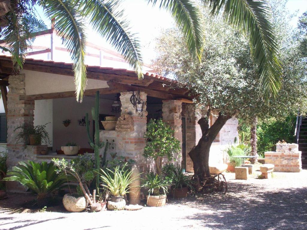 a house with a palm tree and some plants at Villa Marianna in Ricadi