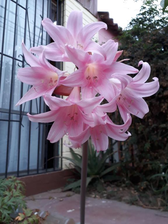 un ramo de flores rosas delante de un edificio en Hostal Los Nogales, en Coquimbo