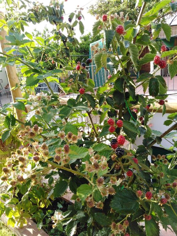 Zahrada ubytování Hedera Capri B&B