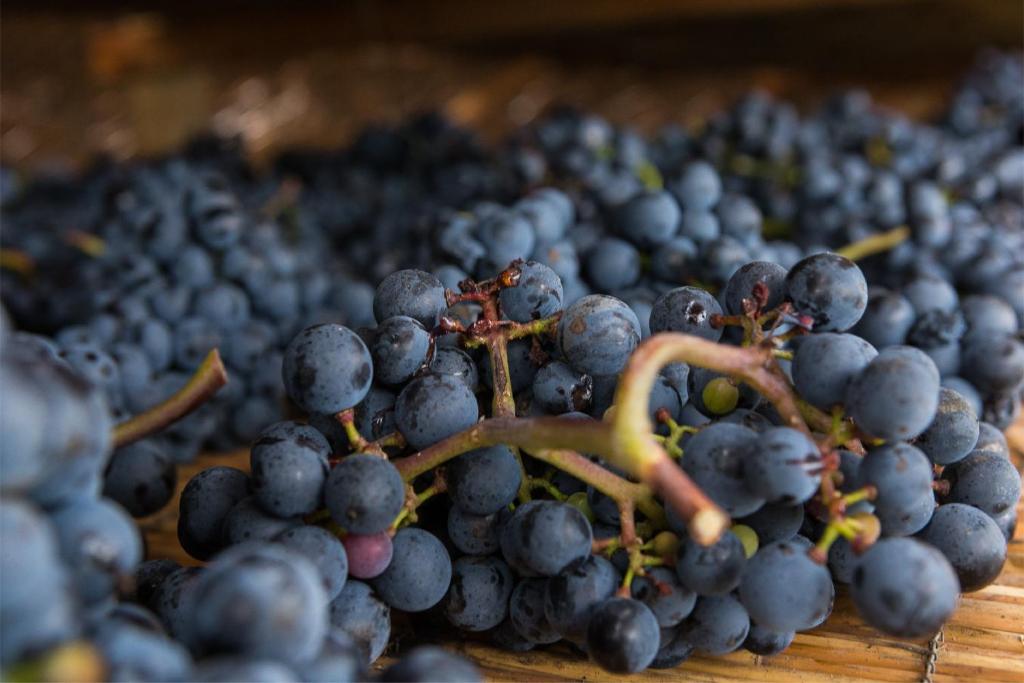Fotografie z fotogalerie ubytování Wein & Landhaus Willi Opitz v destinaci Illmitz