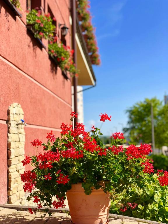 Zahrada ubytování Ambrózia Étterem és Panzió