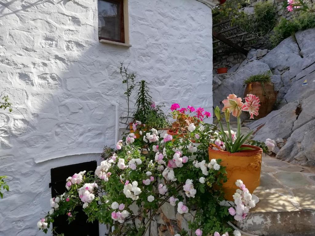 Zahrada ubytování Arbeli house