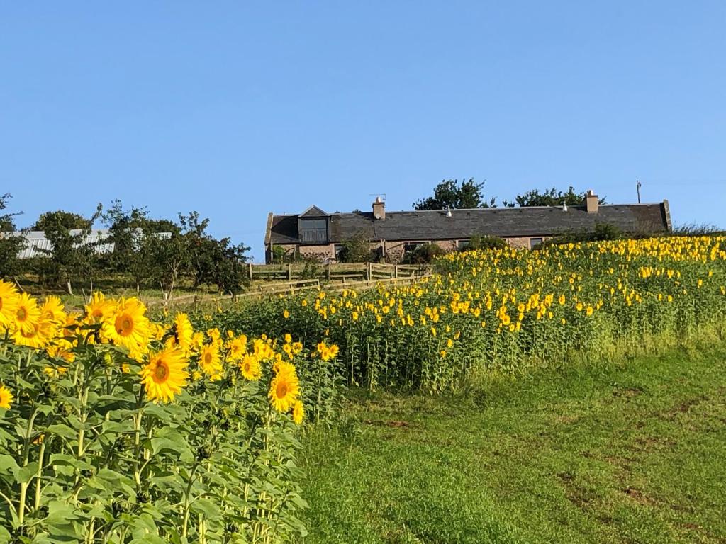 un champ de tournesols devant un bâtiment dans l'établissement Garden Bank Cottage, à Kelso