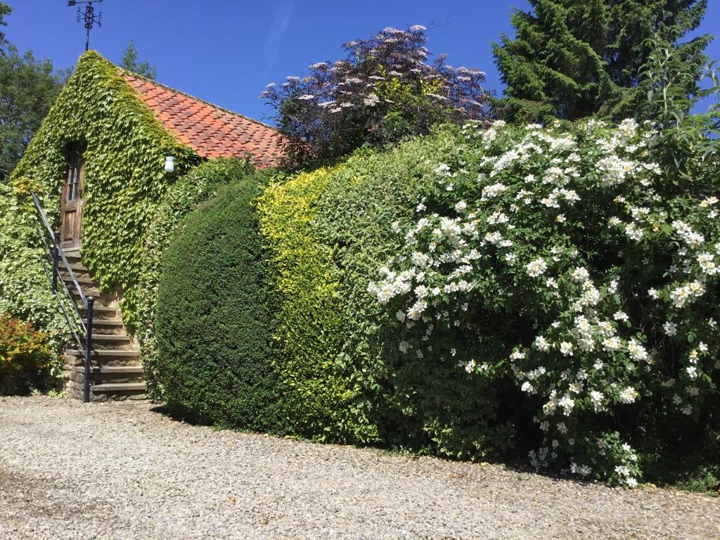 a hedge with white flowers next to a house at The Hayloft in Lastingham