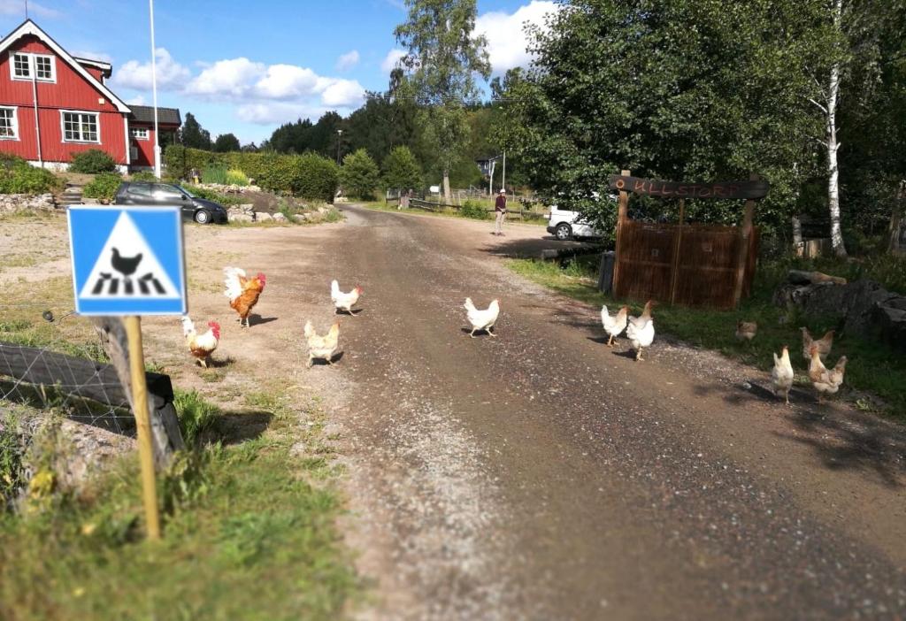 Zvířata v chaty nebo okolí