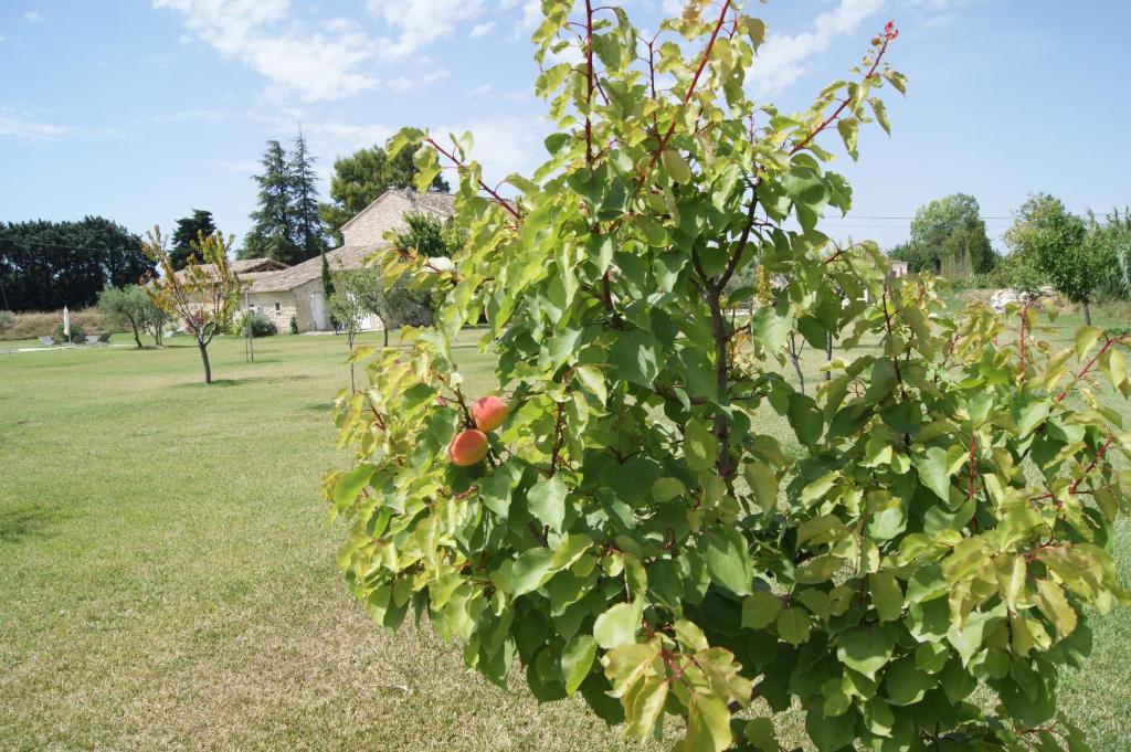 Zahrada ubytování B&B dans Mas en pierres