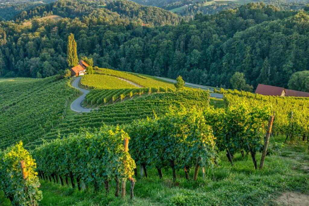 a vineyard on a hill with a road and trees at Turistična kmetija Dreisiebner in Špičnik