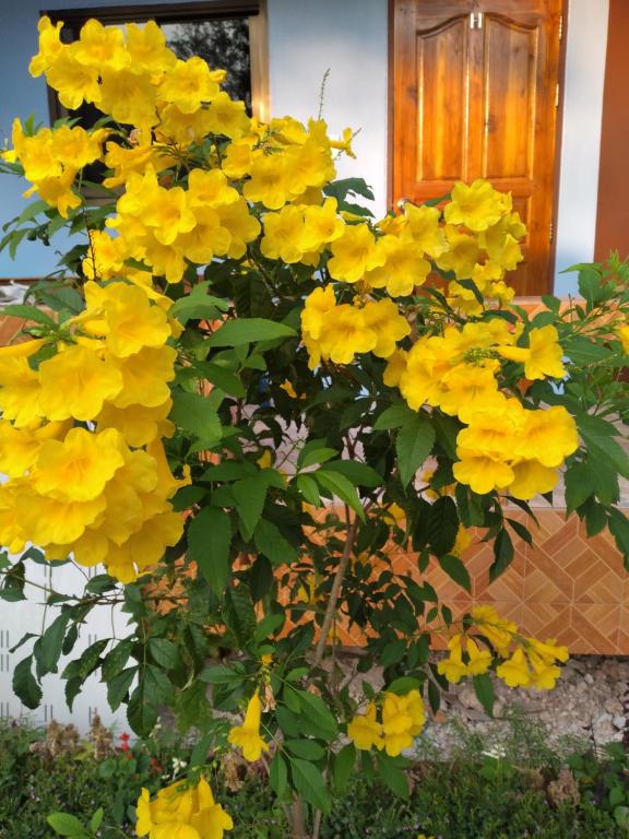 Zahrada ubytování Yahle Villa เยห์เล่วิลล่า