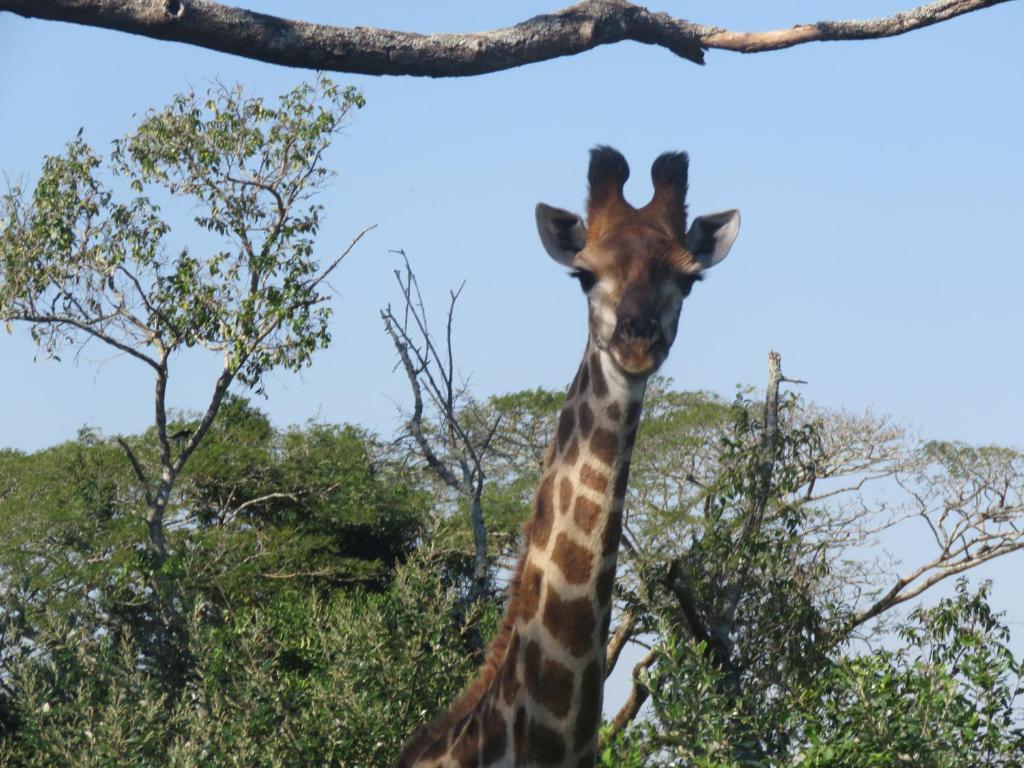 a giraffe is standing next to a tree at 62 The Bridge Holiday Resort in St Lucia