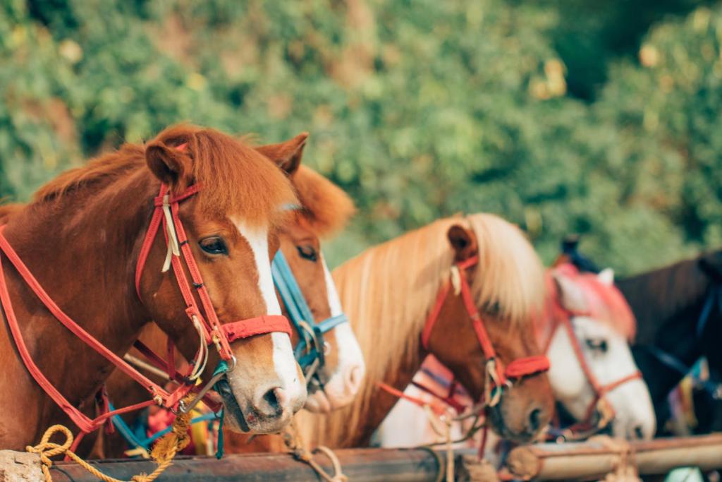 Animais no alojamento de turismo selvagem ou nos arredores