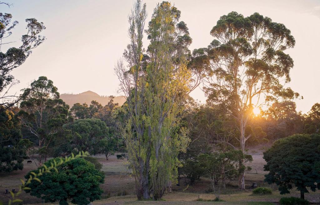 a group of trees in a field with the sunset in the background at Karribank and the Karri On Bar in Porongurup