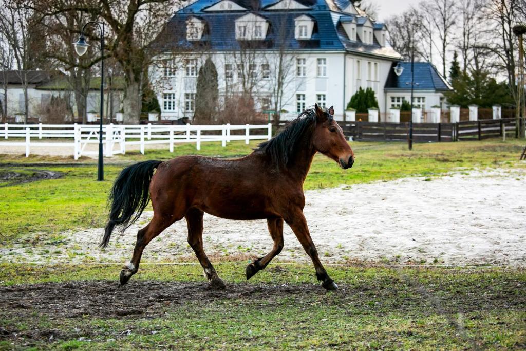a brown horse running in front of a house at Rancho Ulinia koło Łeby in Ulinia