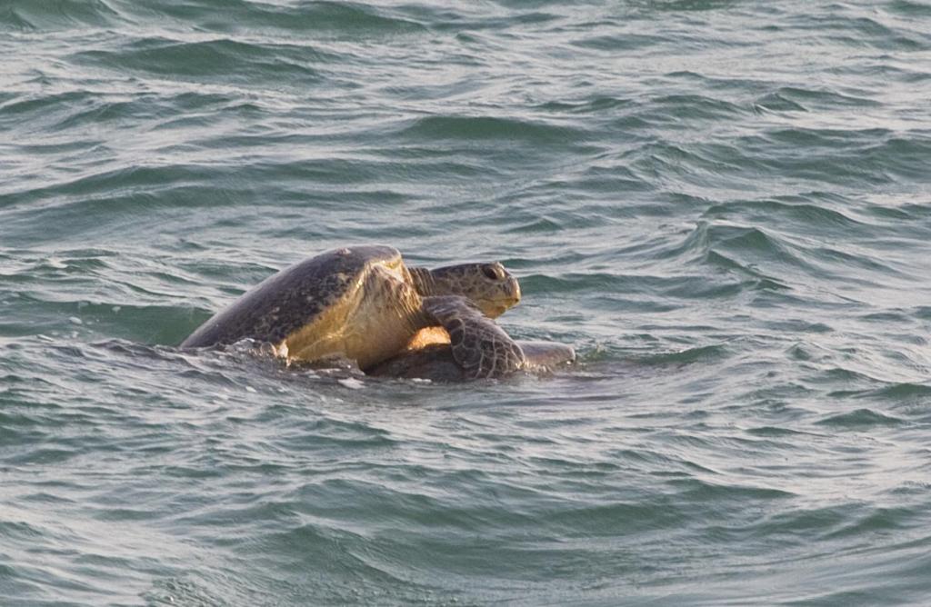 a sea turtle swimming in the water at Turtle Paradise in Tangalle