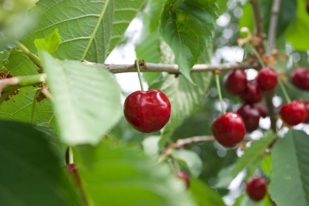 Zahrada ubytování Farmstay Kmetija Štekar