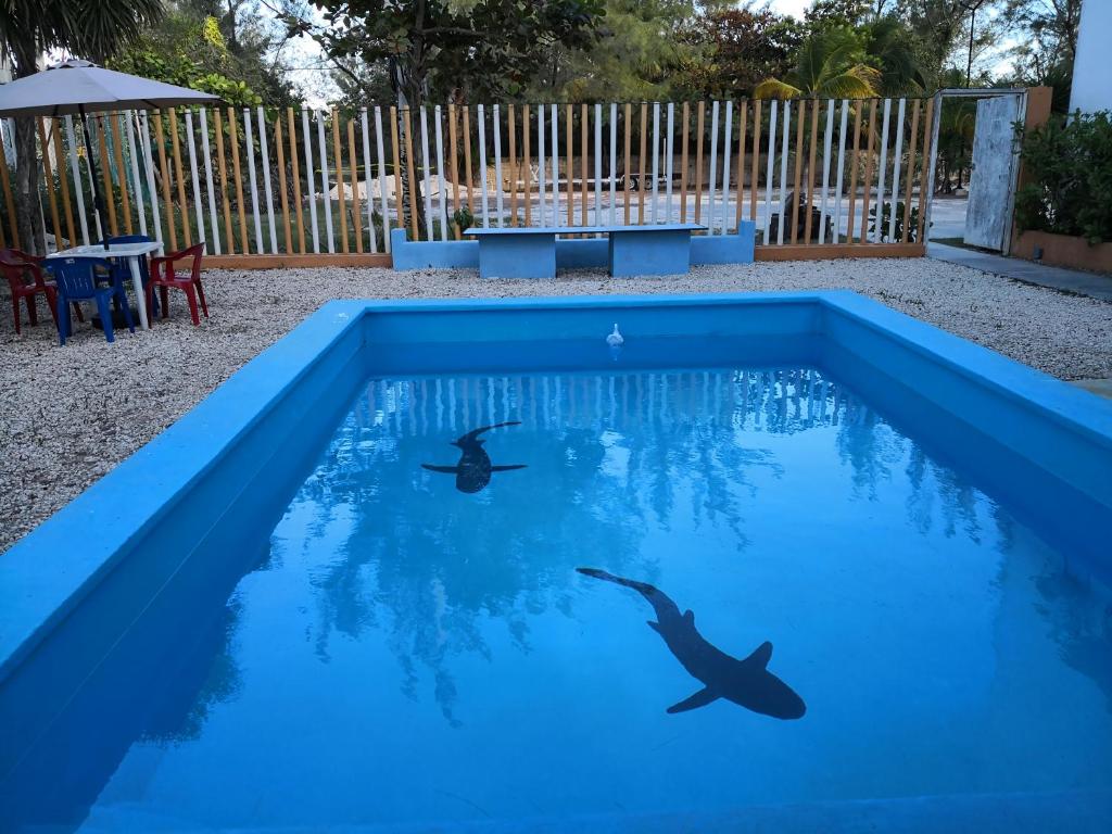 two birds swimming in a blue swimming pool at Punta Sam in Cancún