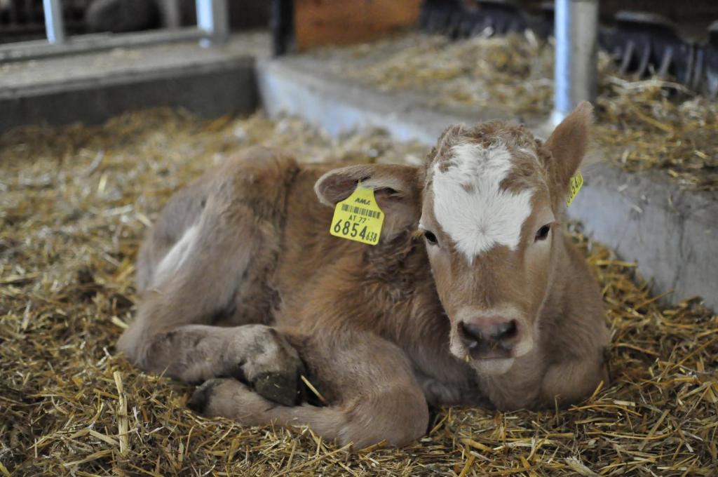 Zvieratá na farme alebo blízkom okolí