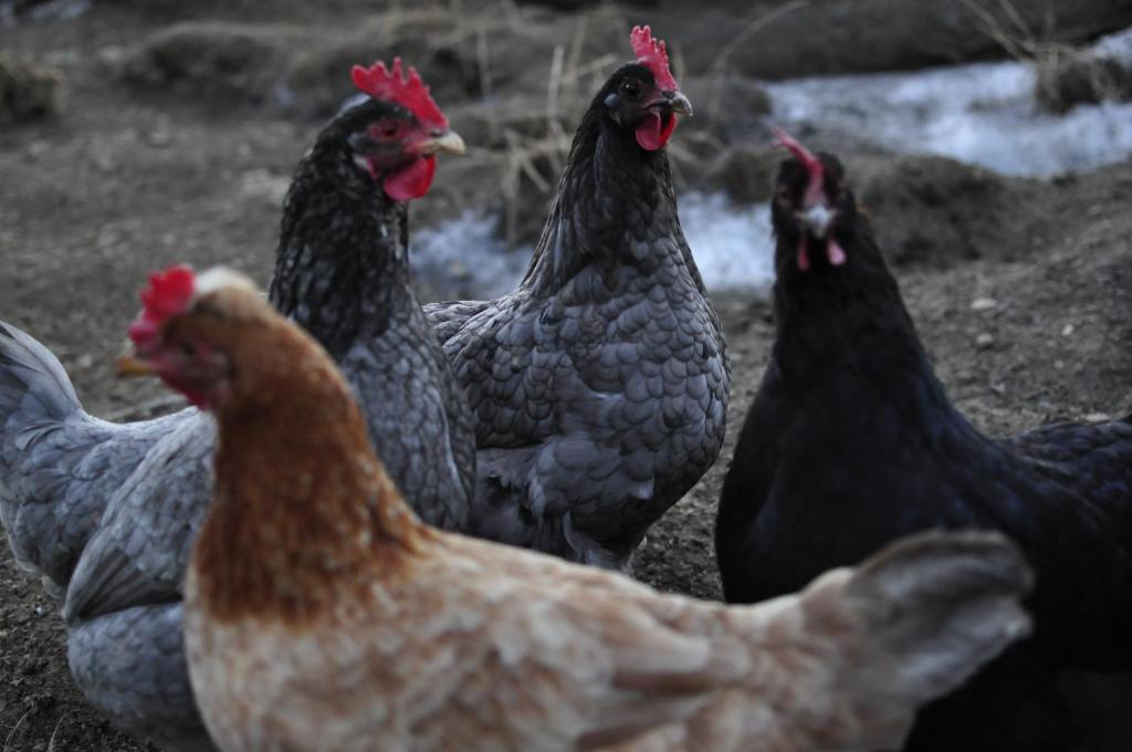 Zvieratá na farme alebo blízkom okolí