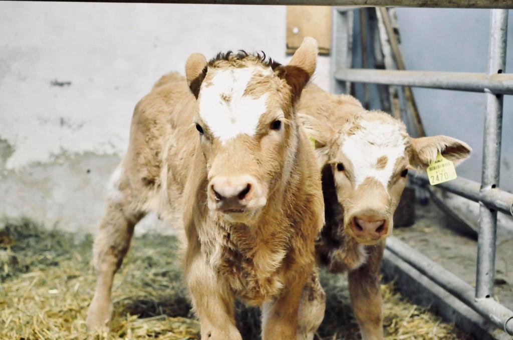 Zvieratá na farme alebo blízkom okolí