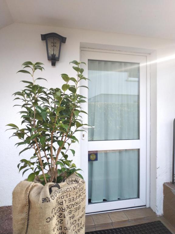 a plant in a pot in front of a door at La Malle - la suite in Schiltigheim