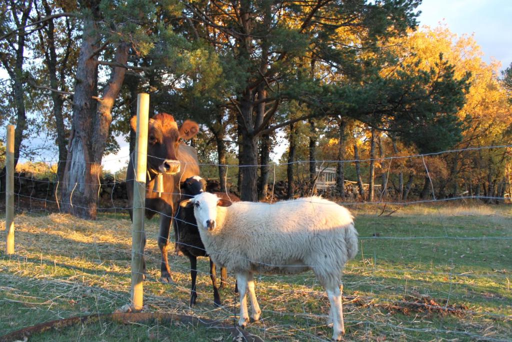 Animales en el agroturismo o alrededores