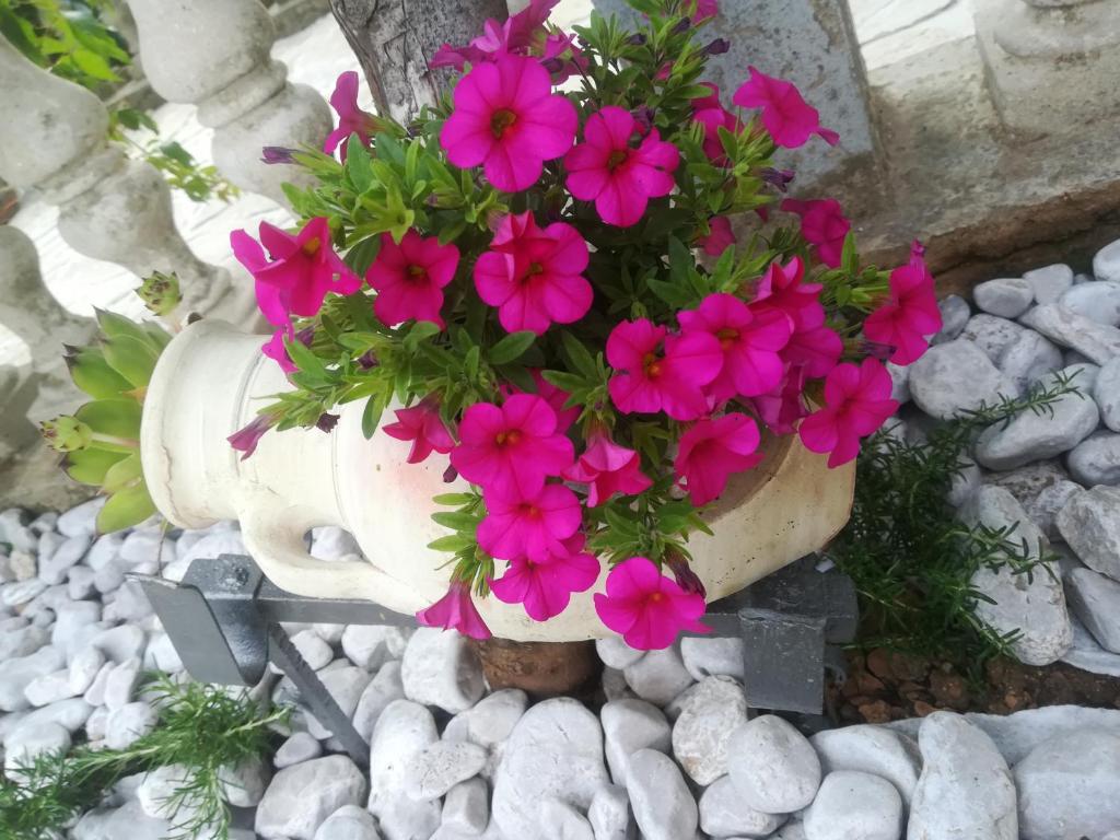 eine Vase voller rosa Blumen auf Felsen in der Unterkunft Apartman Pelcic,with WiFi and free parking in Kostrena