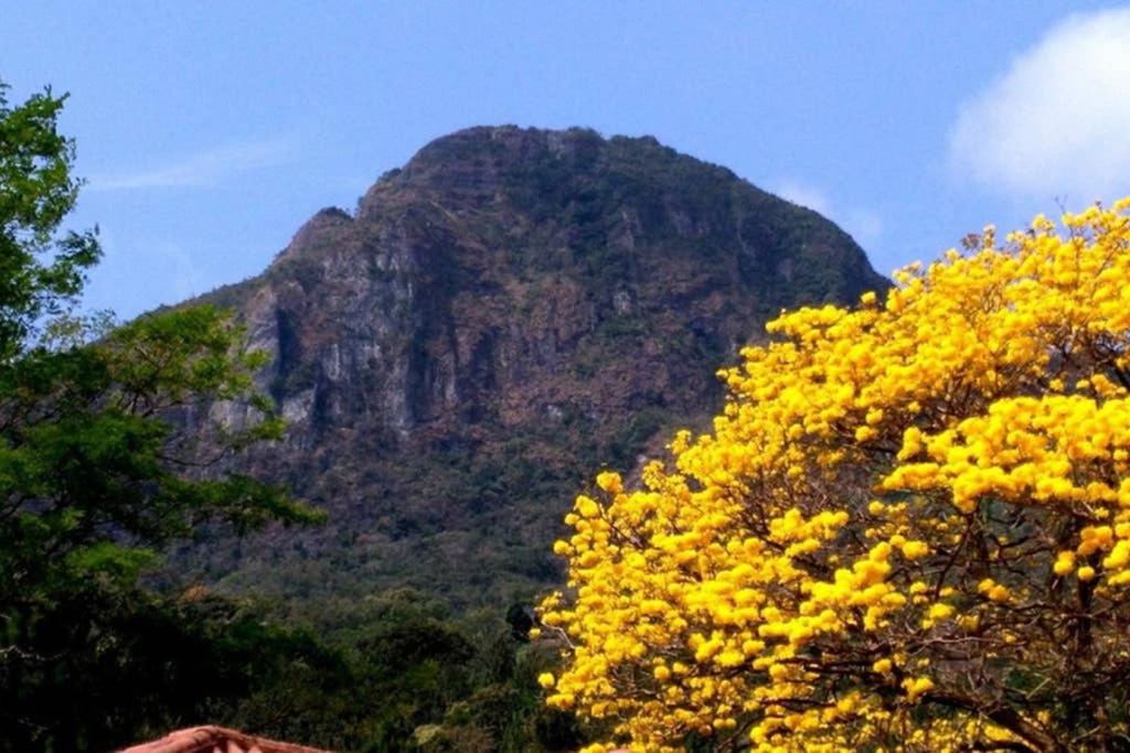 einen Berg mit gelben Blumen vor einem Baum in der Unterkunft A Haven of Tranquility in the Mountains in Altos del Maria Panama in El Picacho