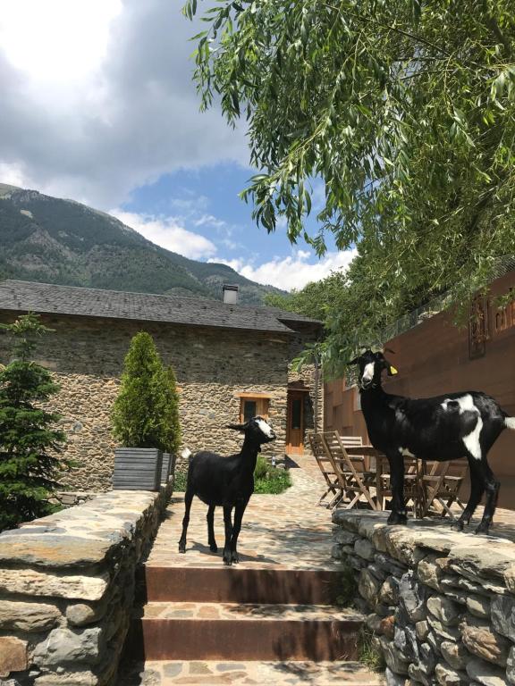 Domácí mazlíčci ubytovaní s hosty v ubytování Cal Batlle Casa Rural