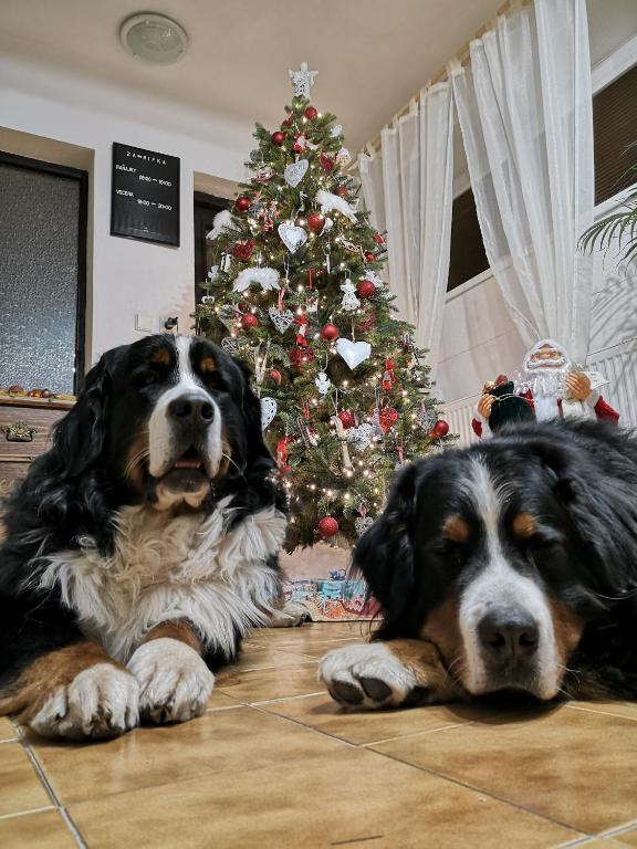 Ospiti di Penzion Zázrifka con animali domestici