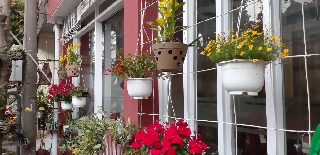 a bunch of potted plants on the side of a building at Homstay Thanh Sơn in Con Dao