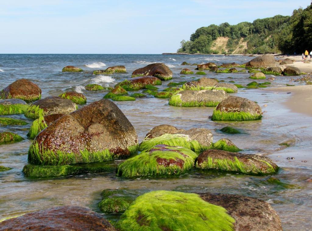 a beach with rocks covered in green algae at Villa Minna in Göhren