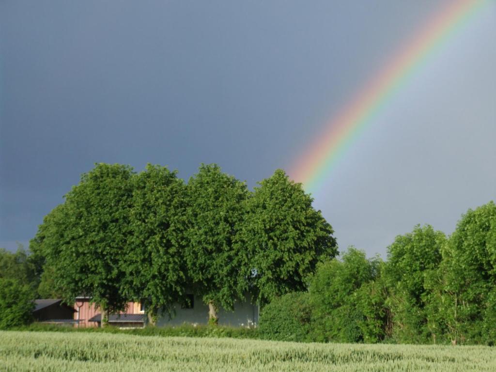 een regenboog over een grote boom in een veld bij Hof-Solgaard in Loit