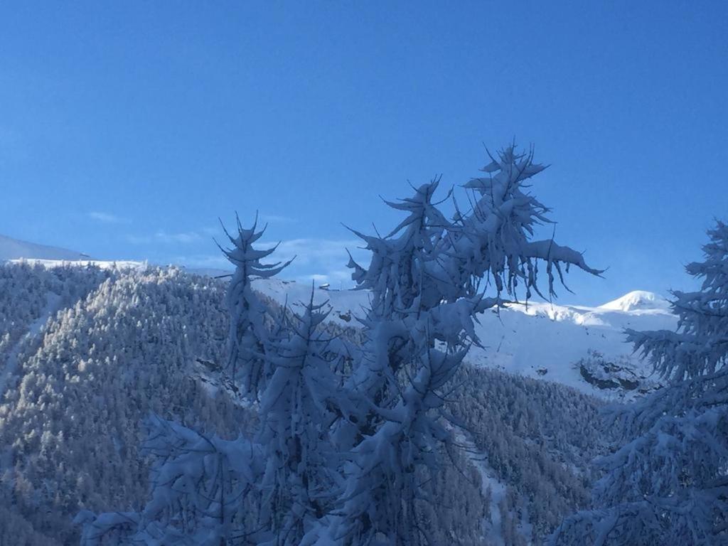 a tree covered in snow on top of a mountain at Chalet Memory in Zermatt