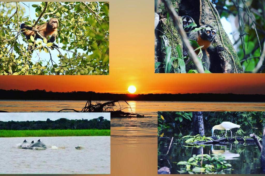 a collage of photos of animals in the water at Lodge Jungle Wolf Expeditions in Yucuruche