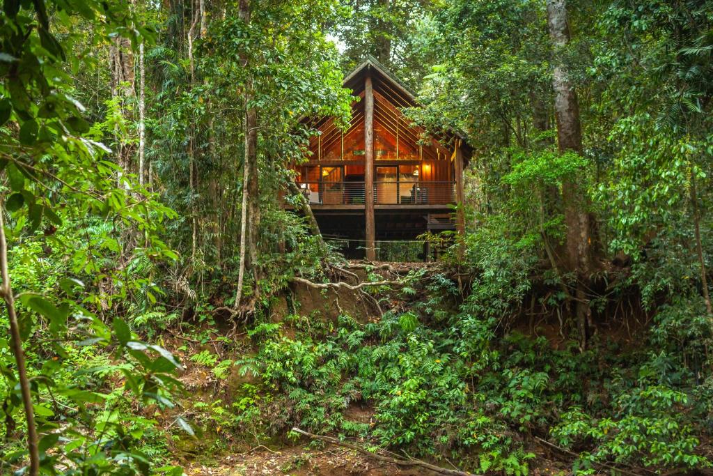 une maison dans les bois dans la jungle dans l'établissement The Canopy Rainforest Treehouses & Wildlife Sanctuary, à Tarzali