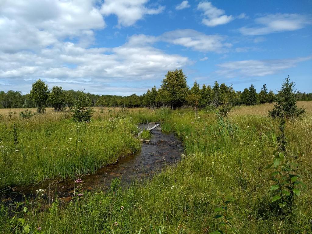 a stream in the middle of a field with tall grass at Wayside Motel Manitoulin in Manitowaning