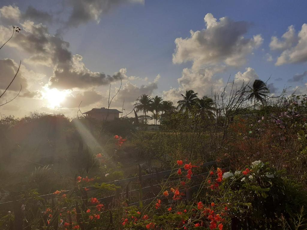 a field of flowers with the sun in the sky at The Pool House in Saint Philip