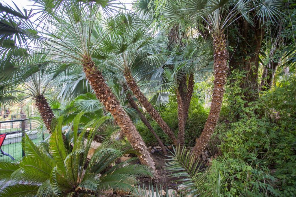 A garden outside Apartamentos El Palmeral de Madaria
