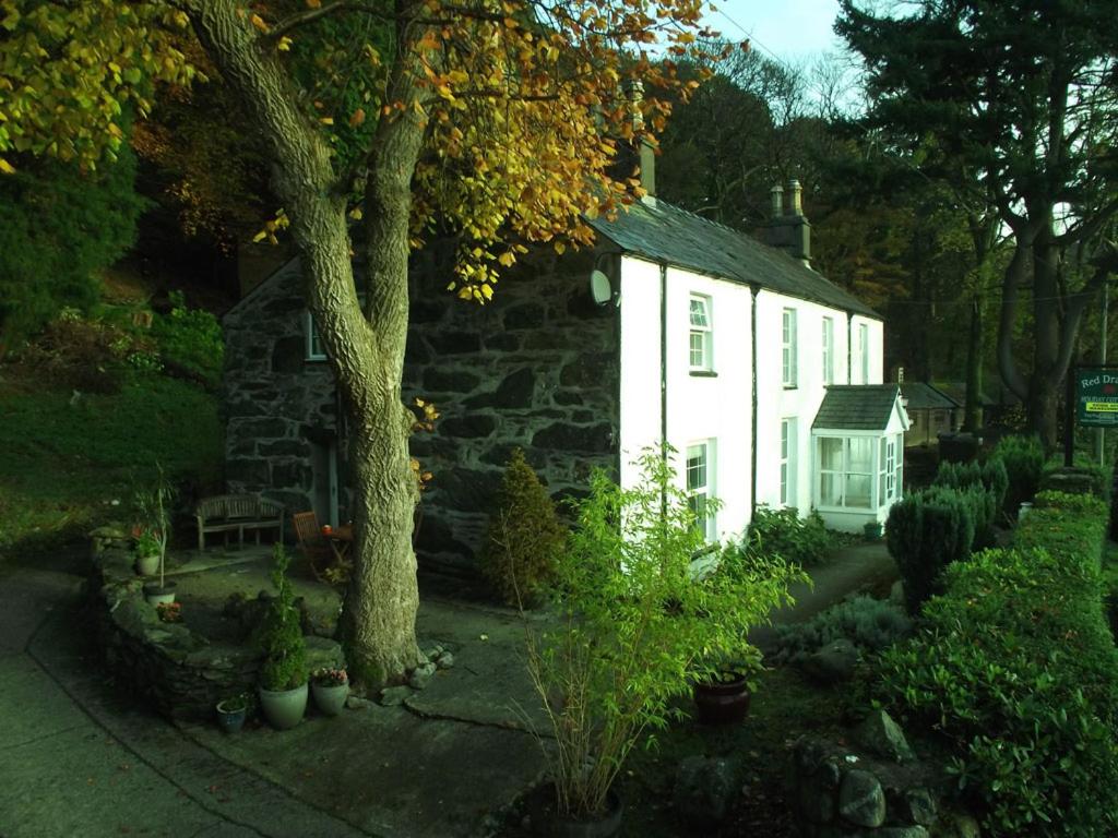 a white house with a tree in front of it at Red Dragon Holidays in Beddgelert