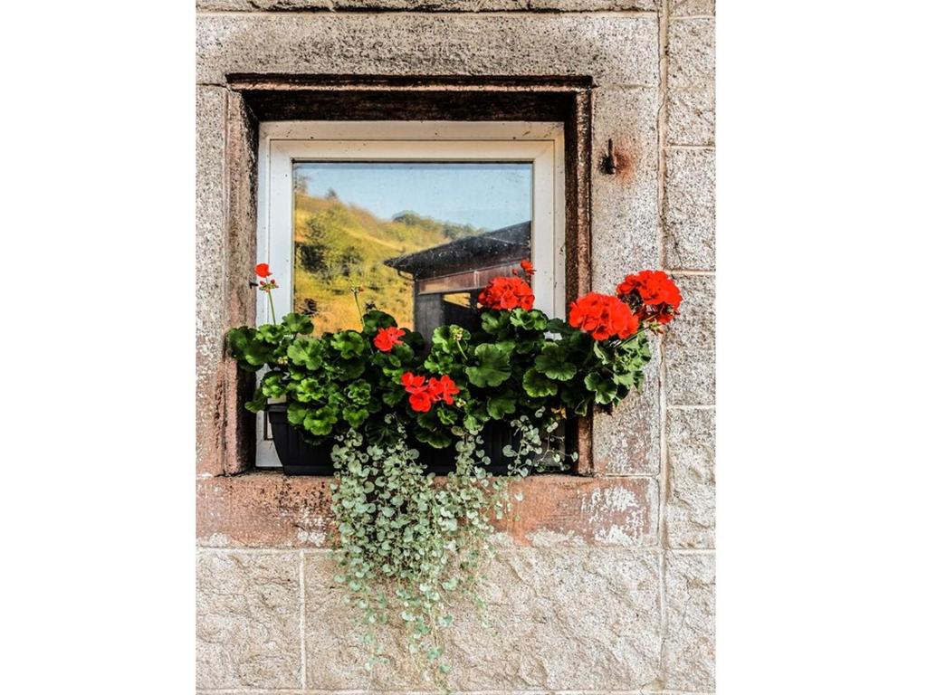 Fotografie z fotogalerie ubytování Ferienwohnungen Giedensbach v destinaci Oberkirch