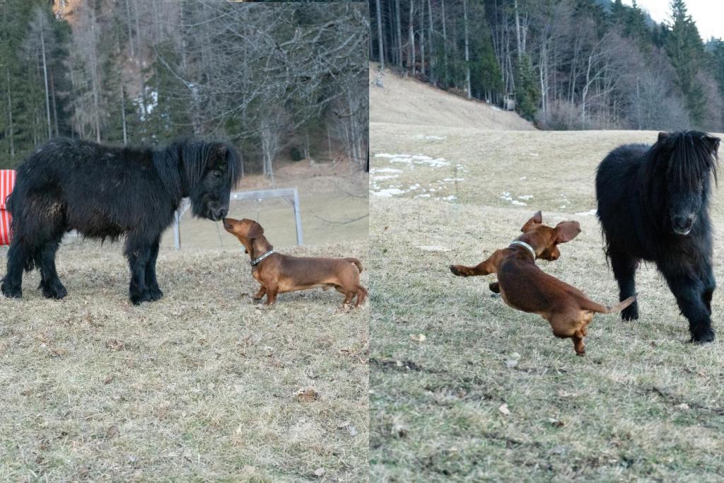 Zvířata v farmy nebo okolí